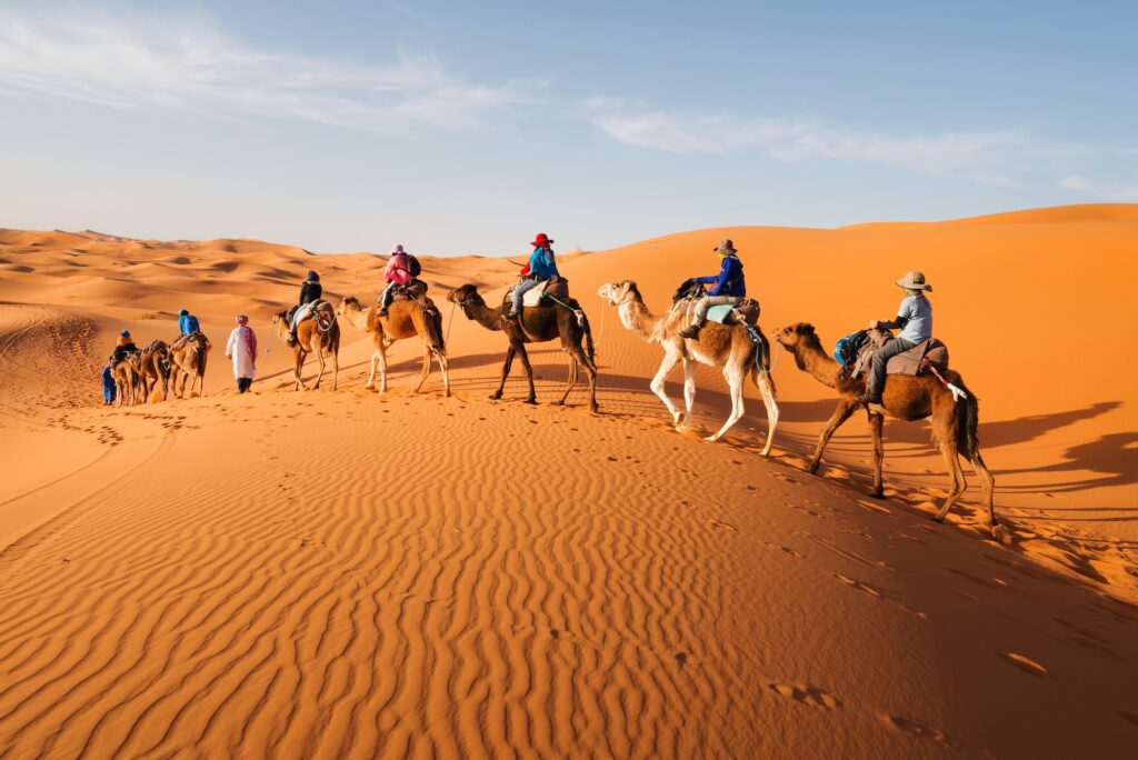 Camel caravan traveling through rolling sand dunes of the Sahara Desert