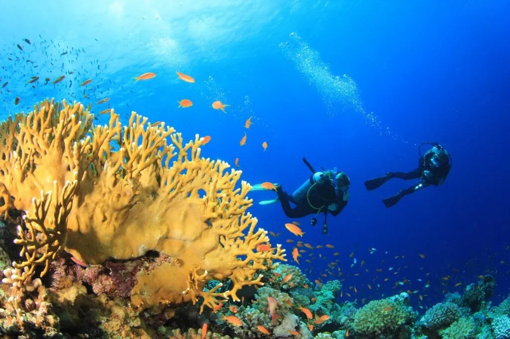 Scuba diver swimming above coral reef formations in clear Red Sea waters