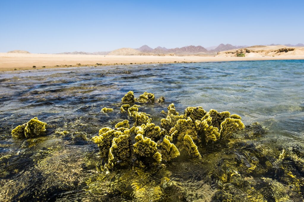 Sea Landscape of the National Park of Ras Mohammed in Sharm el Sheikh Egypt