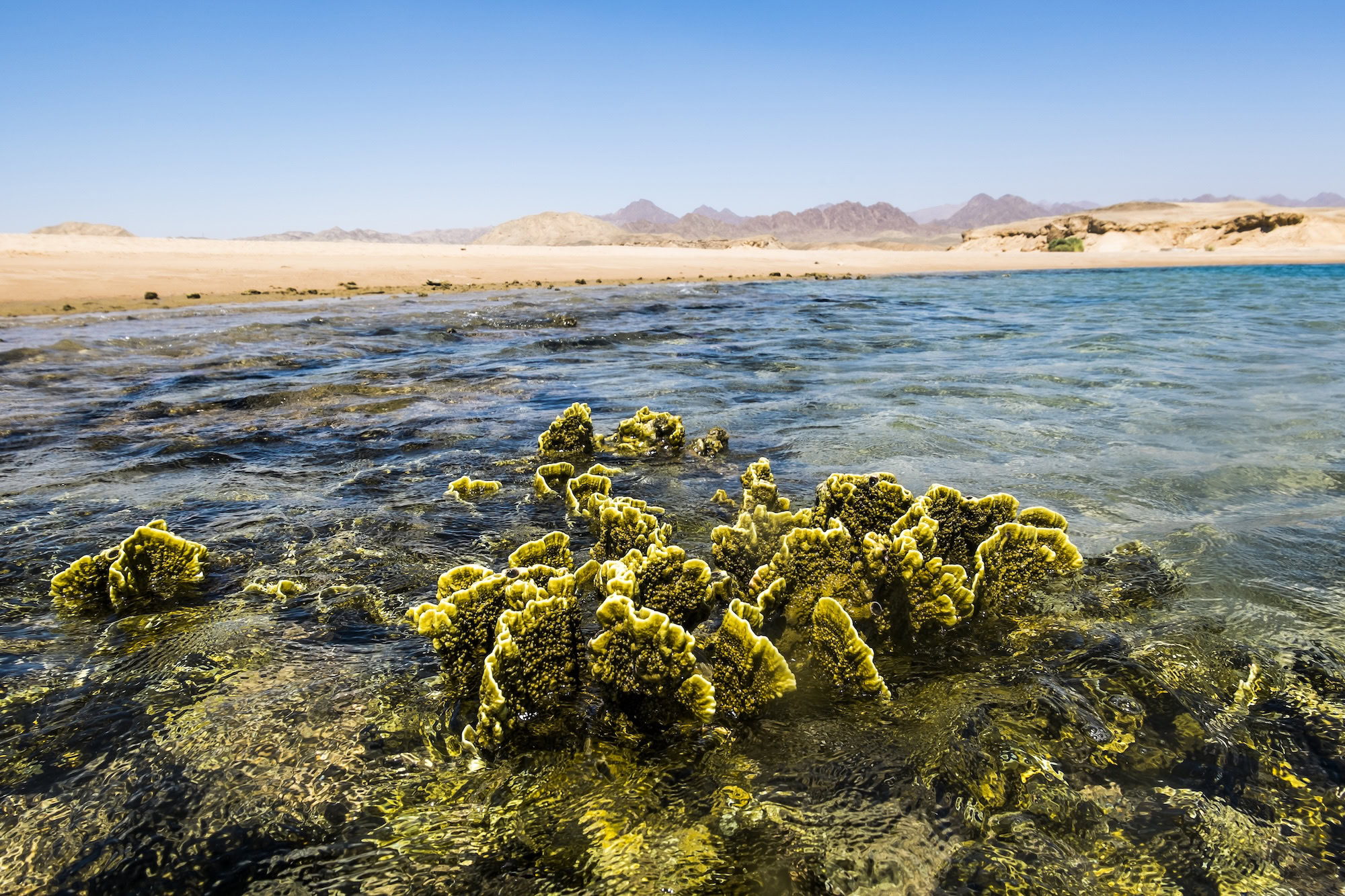 Pristine coral reef with clear turquoise water and desert mountains in background