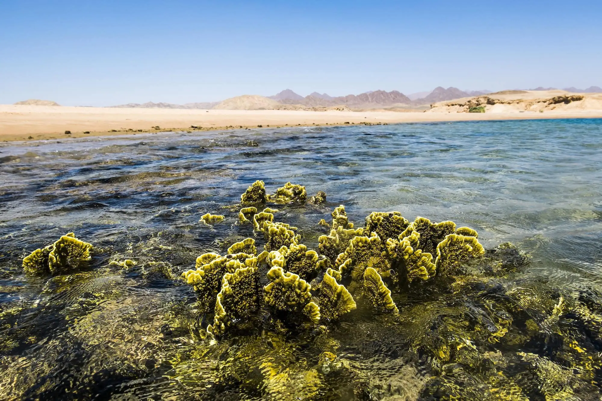 Crystal clear waters of Ras Mohammed National Park showing vibrant coral formations and Red Sea coastline