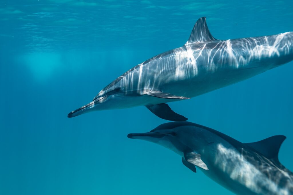 Spinner dolphin swimming underwater above coral at Sataya Reef in the Red Sea