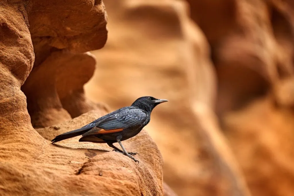 Tristram's starling perched on a sandstone rock in Wadi Mujib canyon landscape, Wadi Mujib