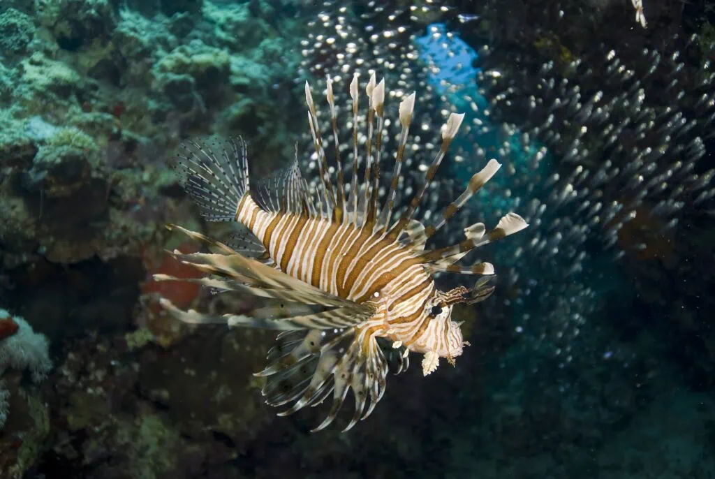 Common lionfish (Pterois miles) with striped fins swimming over coral reef in Naama Bay, Sharm El Sheikh