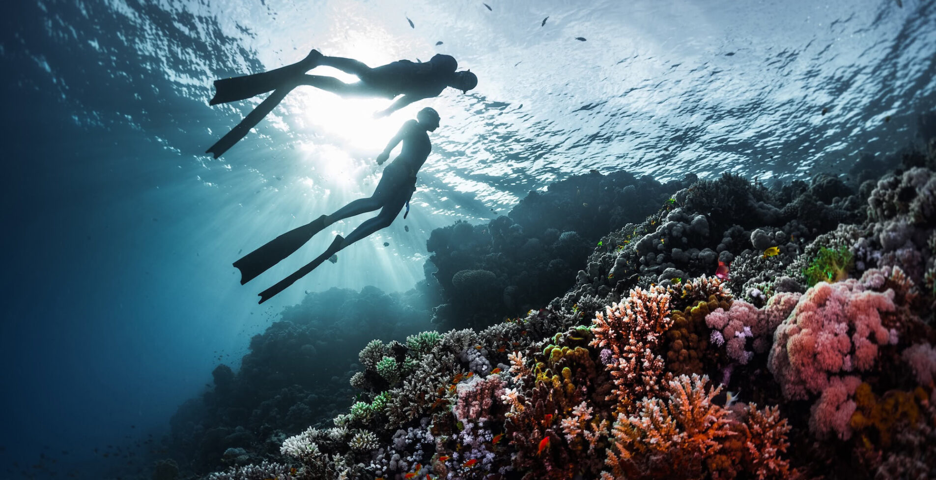 Two freedivers swimming underwater over vivid coral reef. Red Sea Egypt 1905x976 crop y30