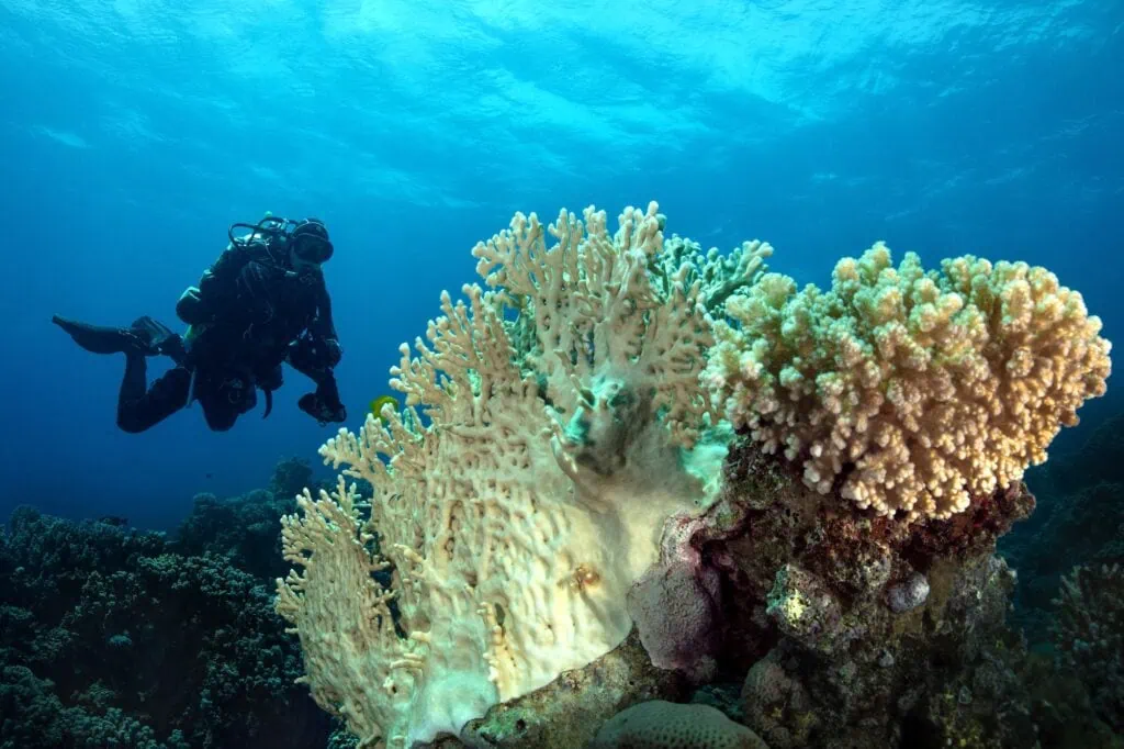 Underwater Red Sea seascape. Coral reef near Makadi Bay, Hurghada, Egypt