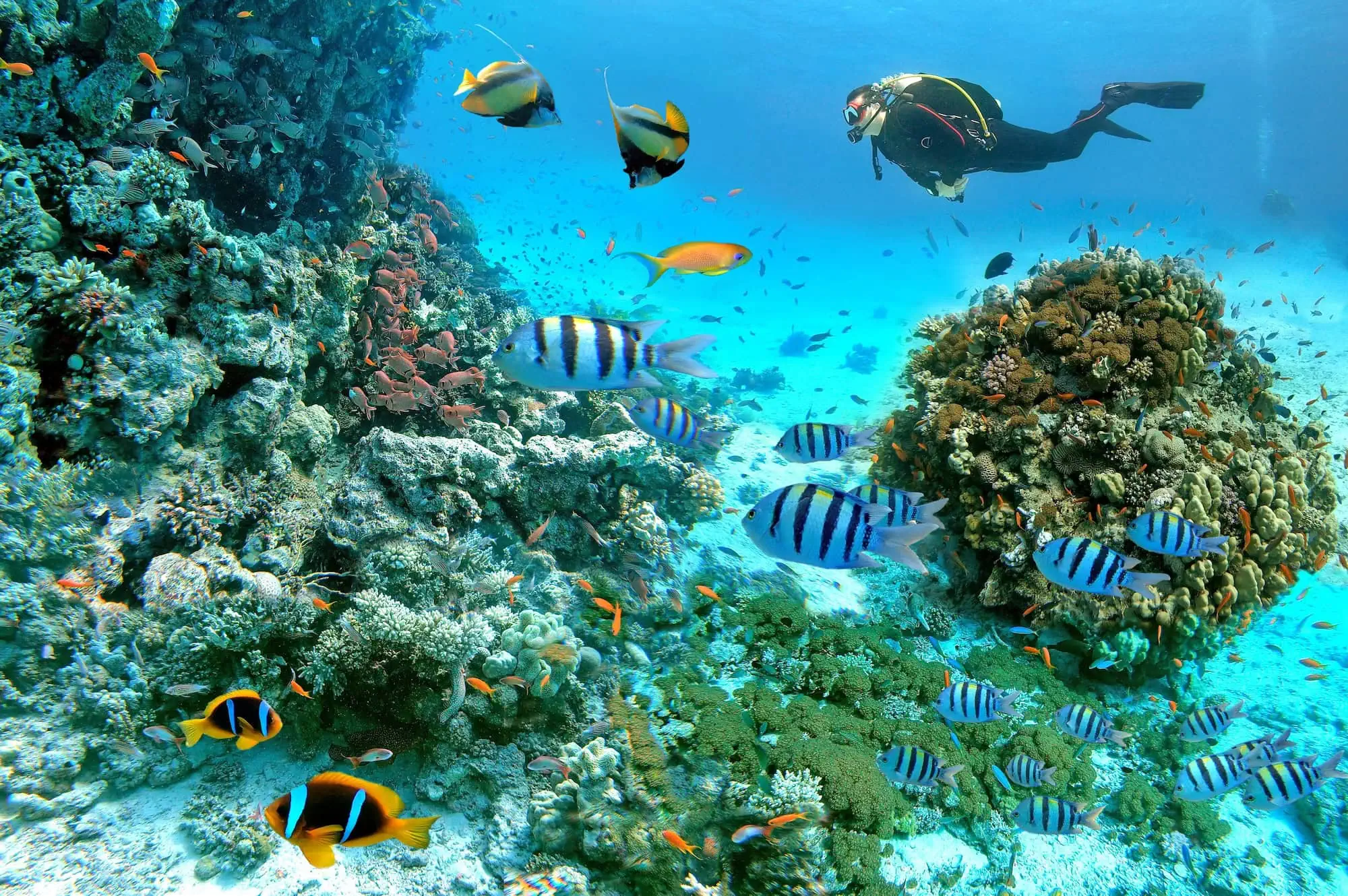 A scuba diver exploring a vibrant coral reef with tropical fish in the clear blue water of the Red Sea, Egypt.