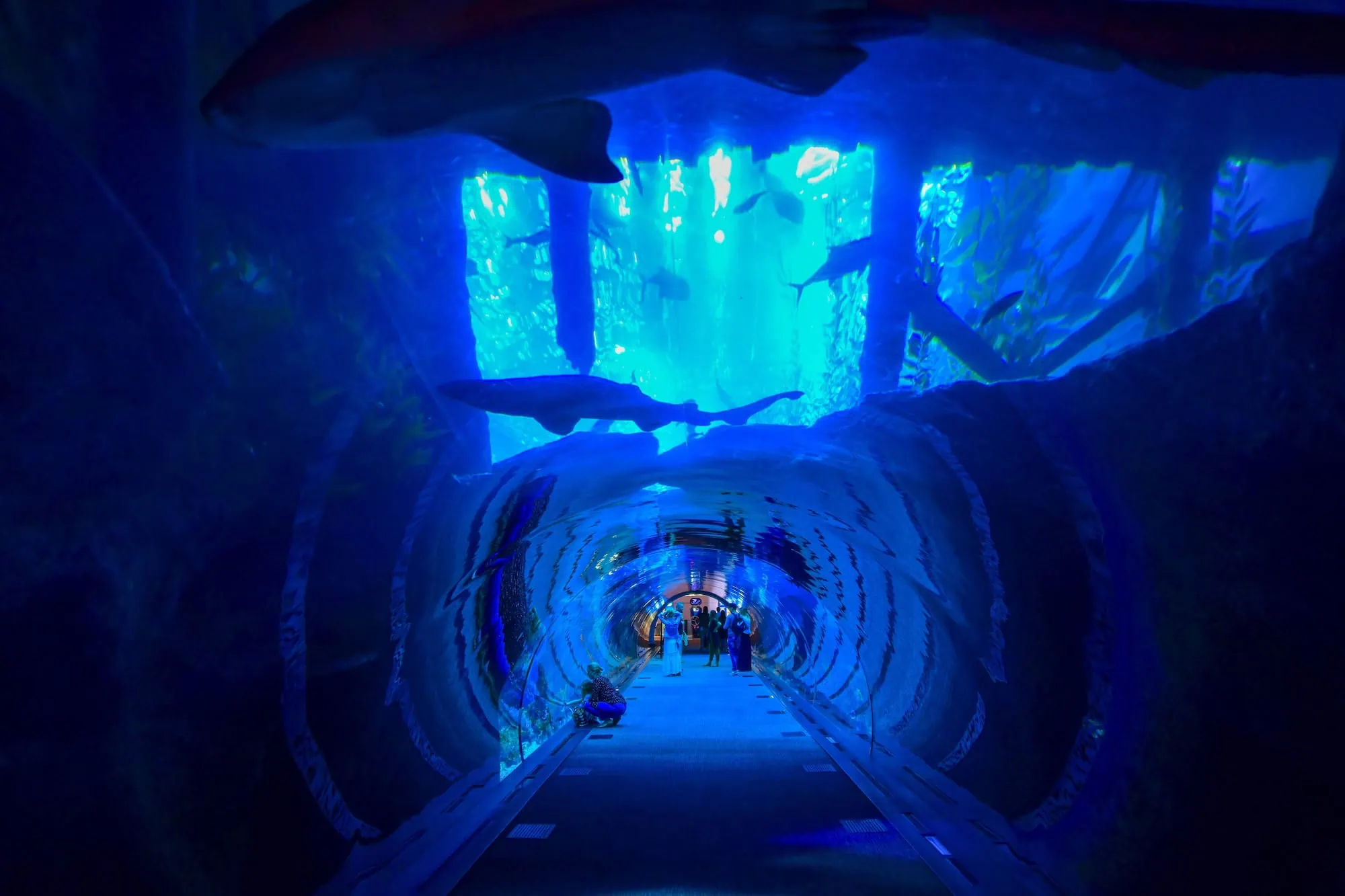 Underwater tunnel with curved glass walls at Dubai Aquarium showing marine environment