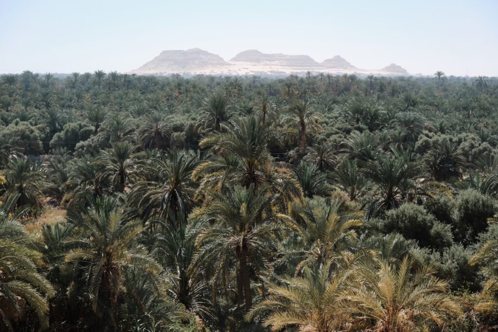 Date palms in Siwa Oasis