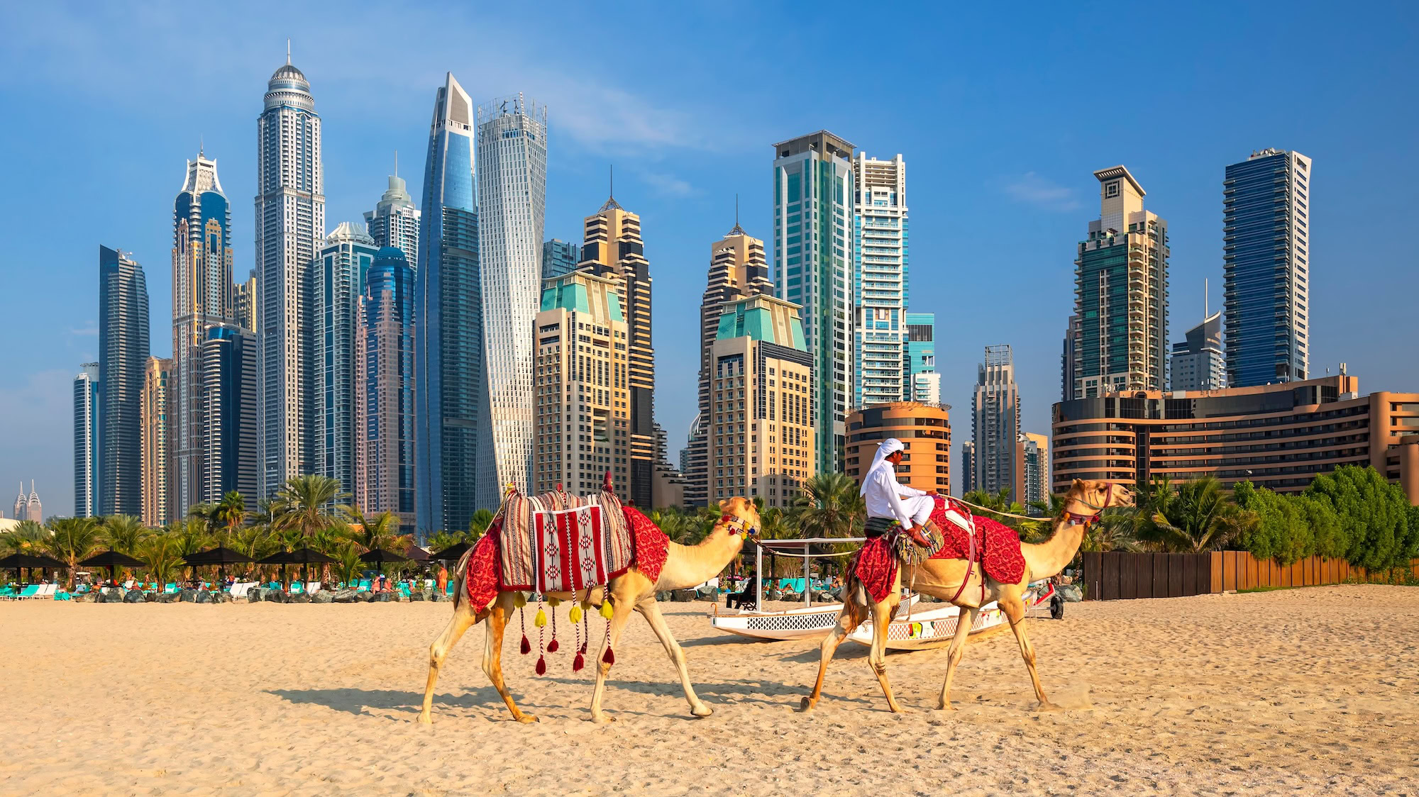 Camels on beach with Dubai Marina skyscrapers in background