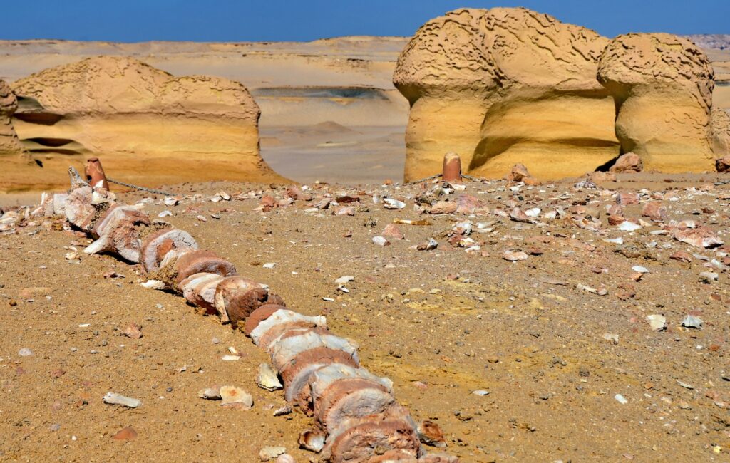 Wadi al Hitan the valley of fossilized whales in Egypt