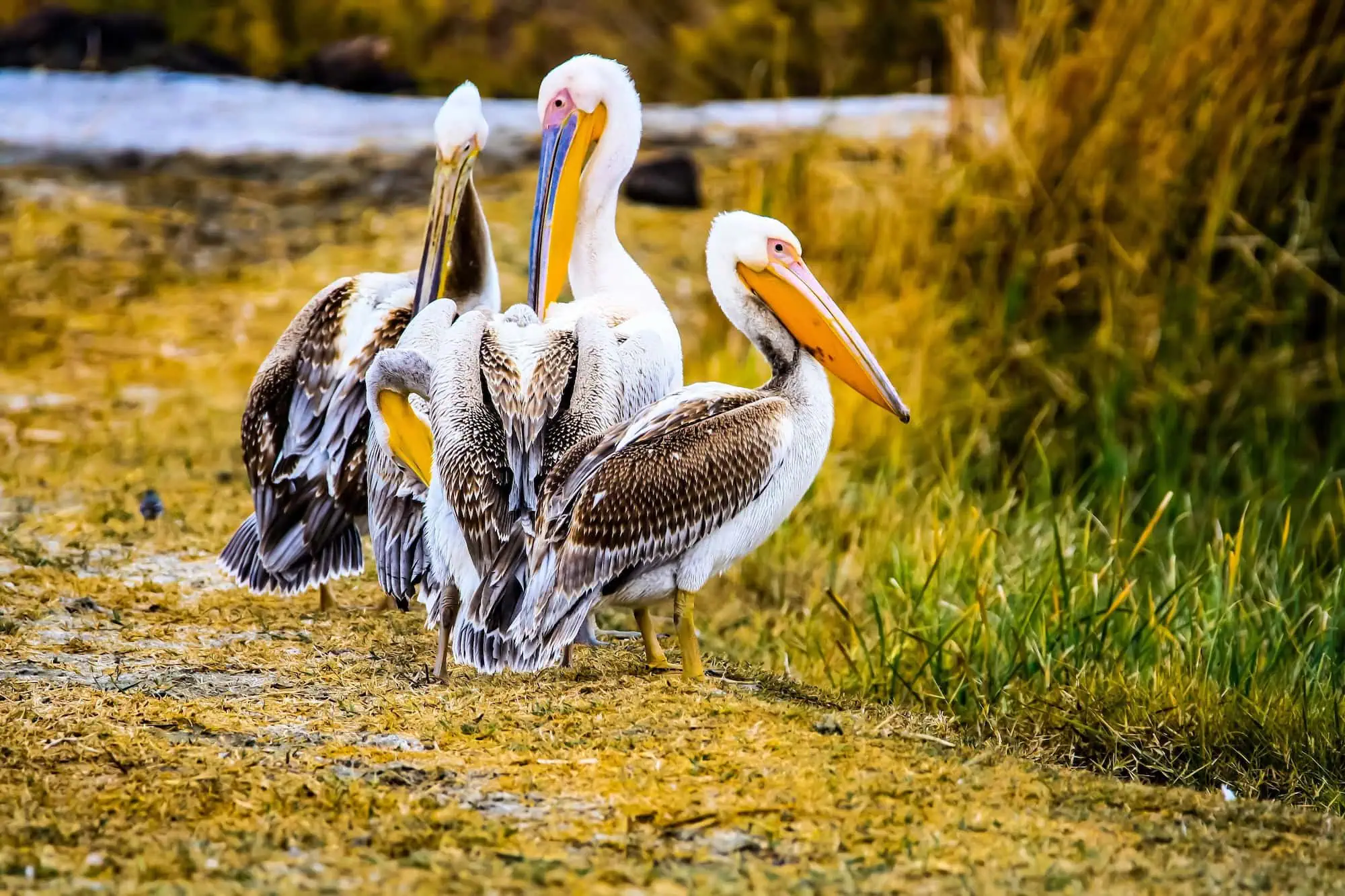 White pelicans in Azraq Wetland Reserve showcasing local biodiversity