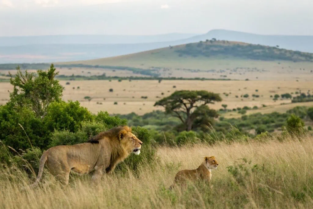 Wildlife roaming the Maasai Mara savannah landscape