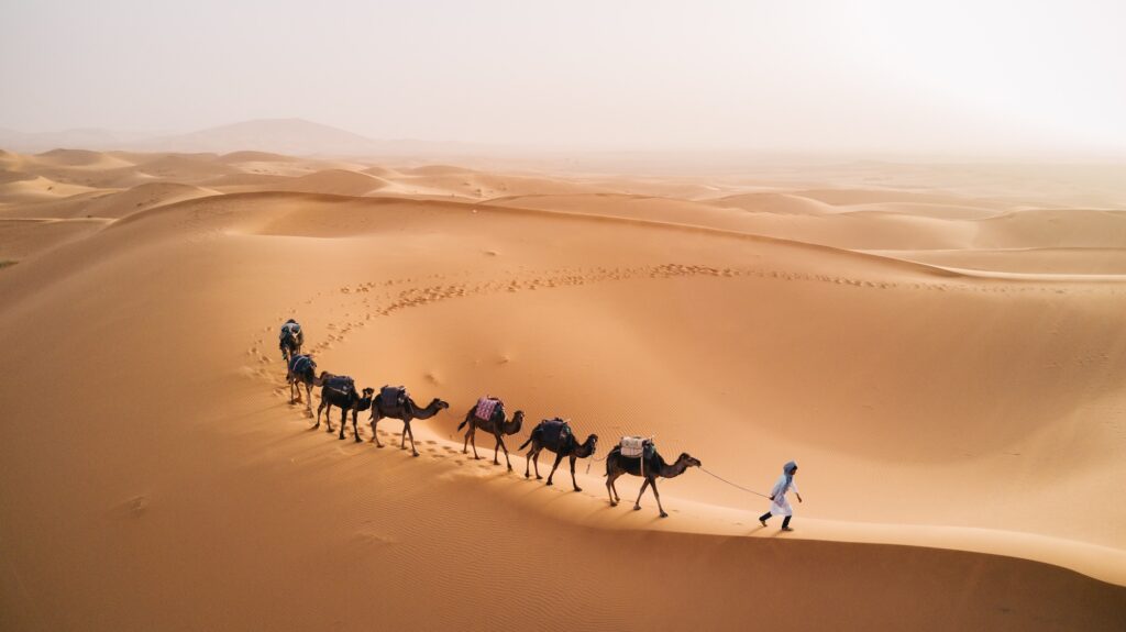 Tuareg with camels walking across sand dunes in the Sahara Desert in Merzouga