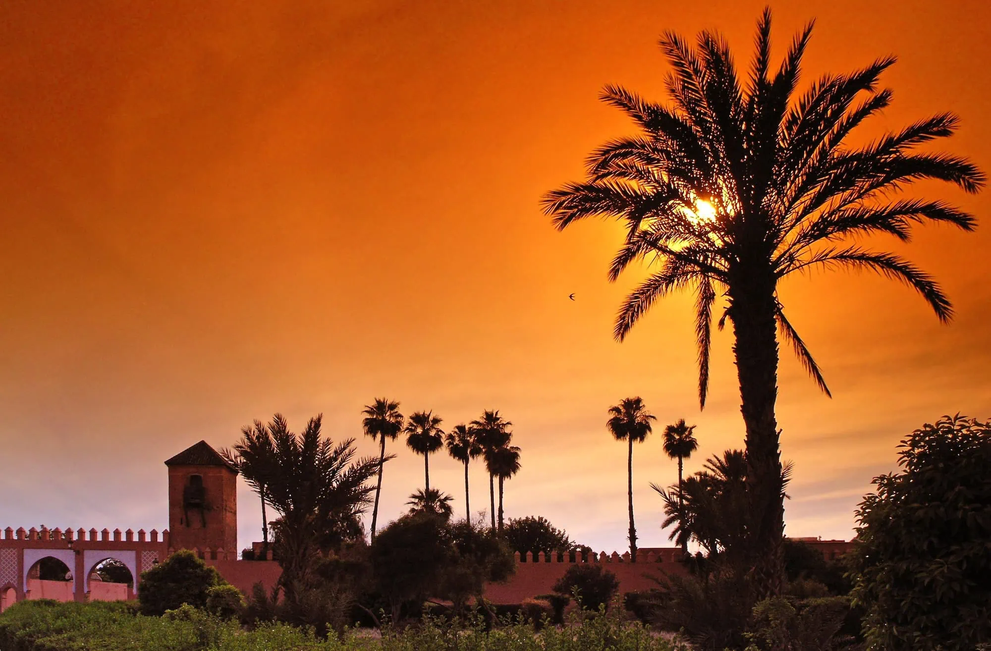 Marrakech sunset view with traditional red walls, minaret tower and palm tree silhouettes