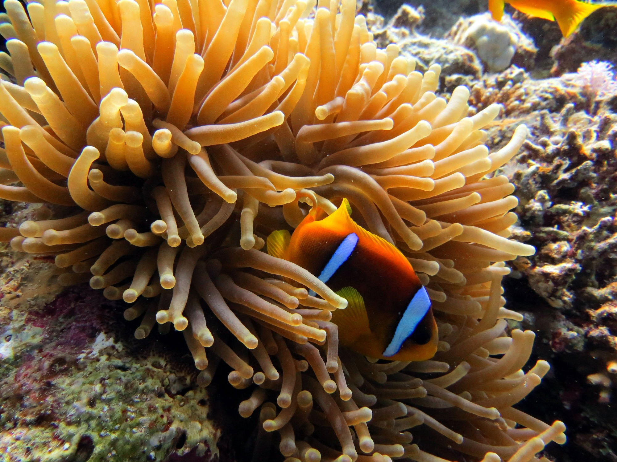 Vibrant coral reef with orange clownfish swimming among sea anemones in the Red Sea