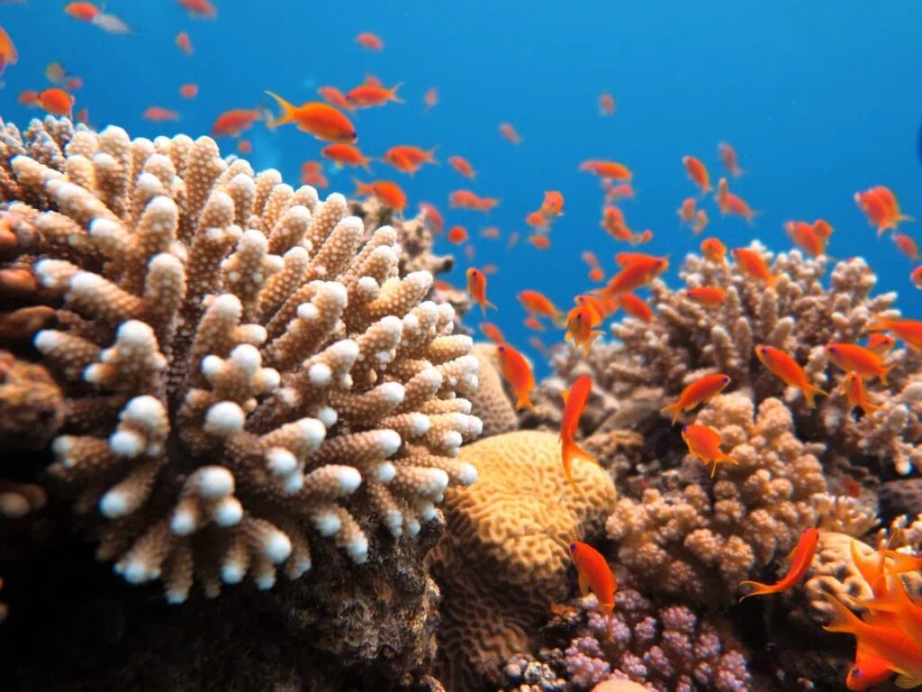 Colorful tropical fish swimming among vibrant coral reefs in the Red Sea