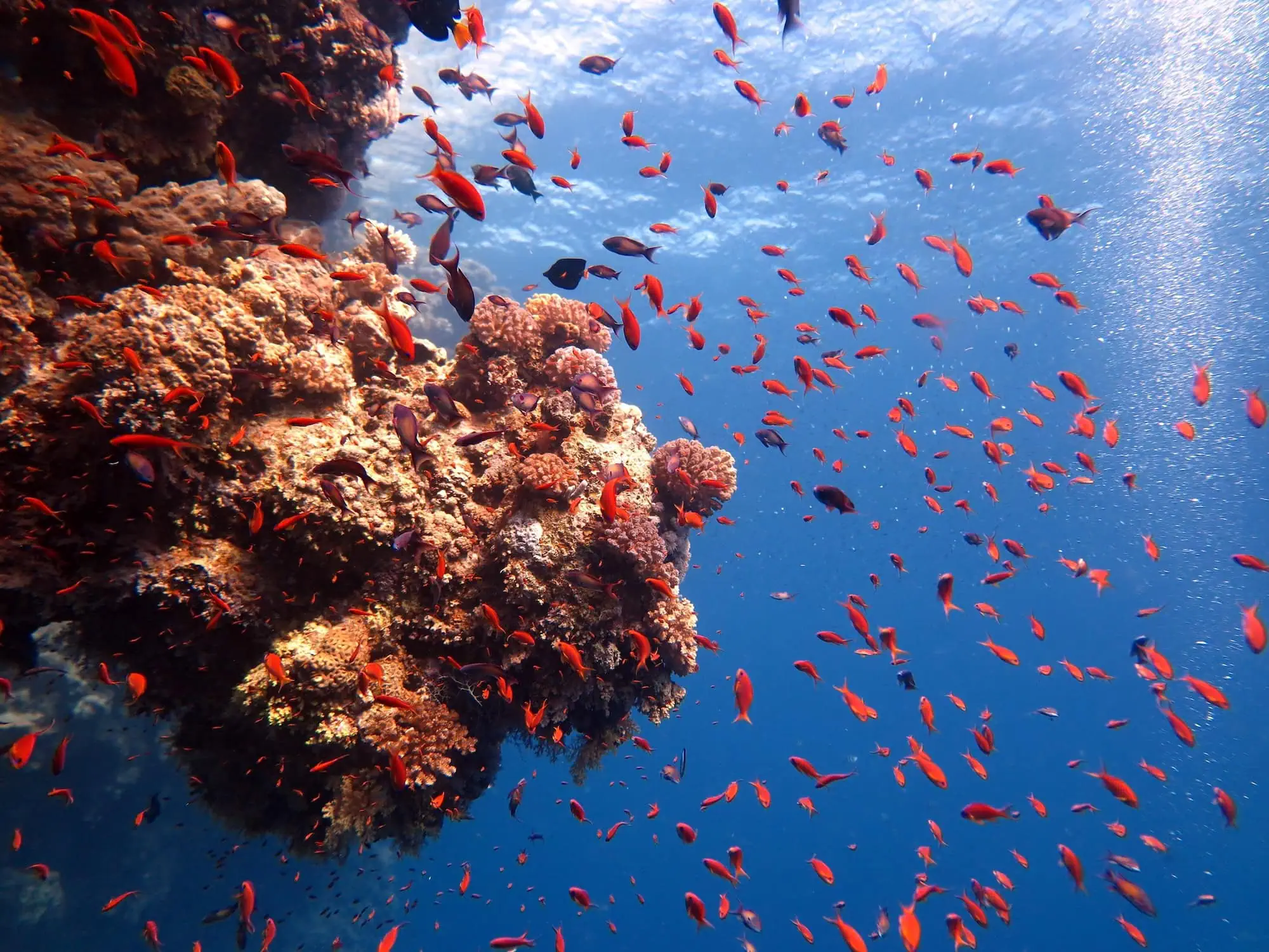 Underwater photography of vibrant coral reef with tropical fish and anthias