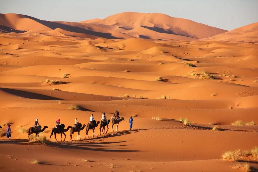 Camel trekking through the golden dunes of Merzouga, Morocco