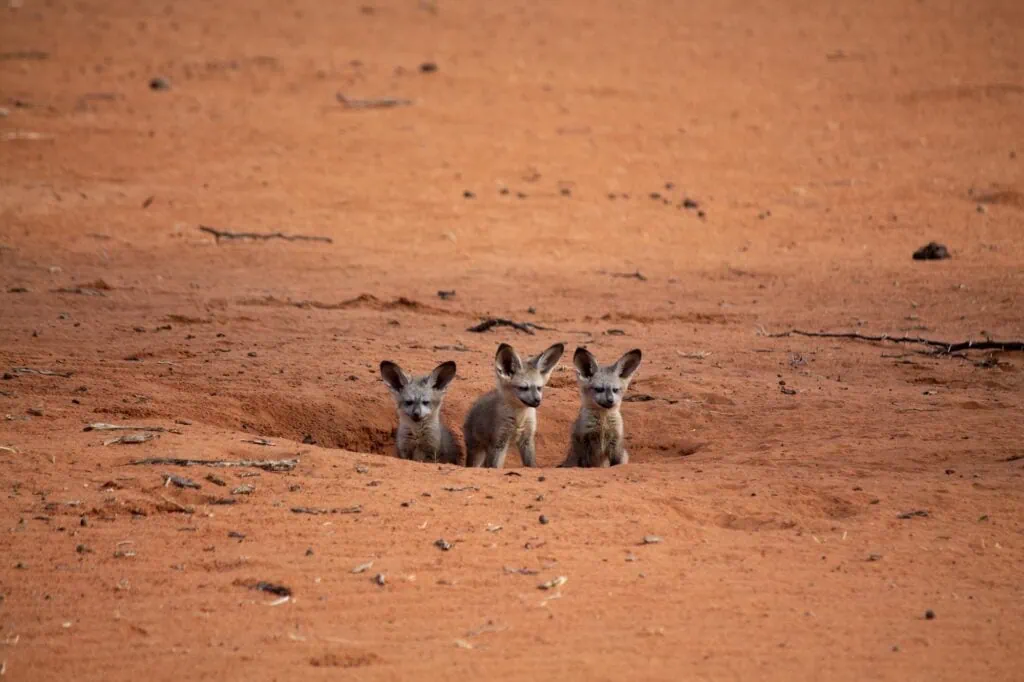 Fennec fox cubs looking around on sand dunes in the Kalahari Desert, Kalahari Desert