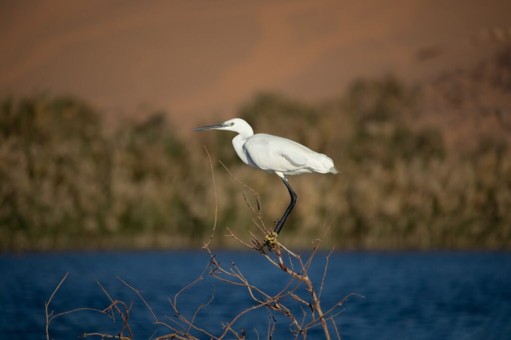 Natural landscape along Lake Nasser near Aswan