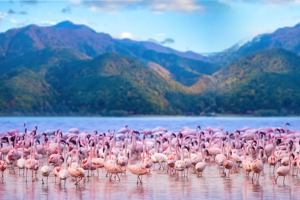 Flock of flamingos gathered along Lake Nakuru