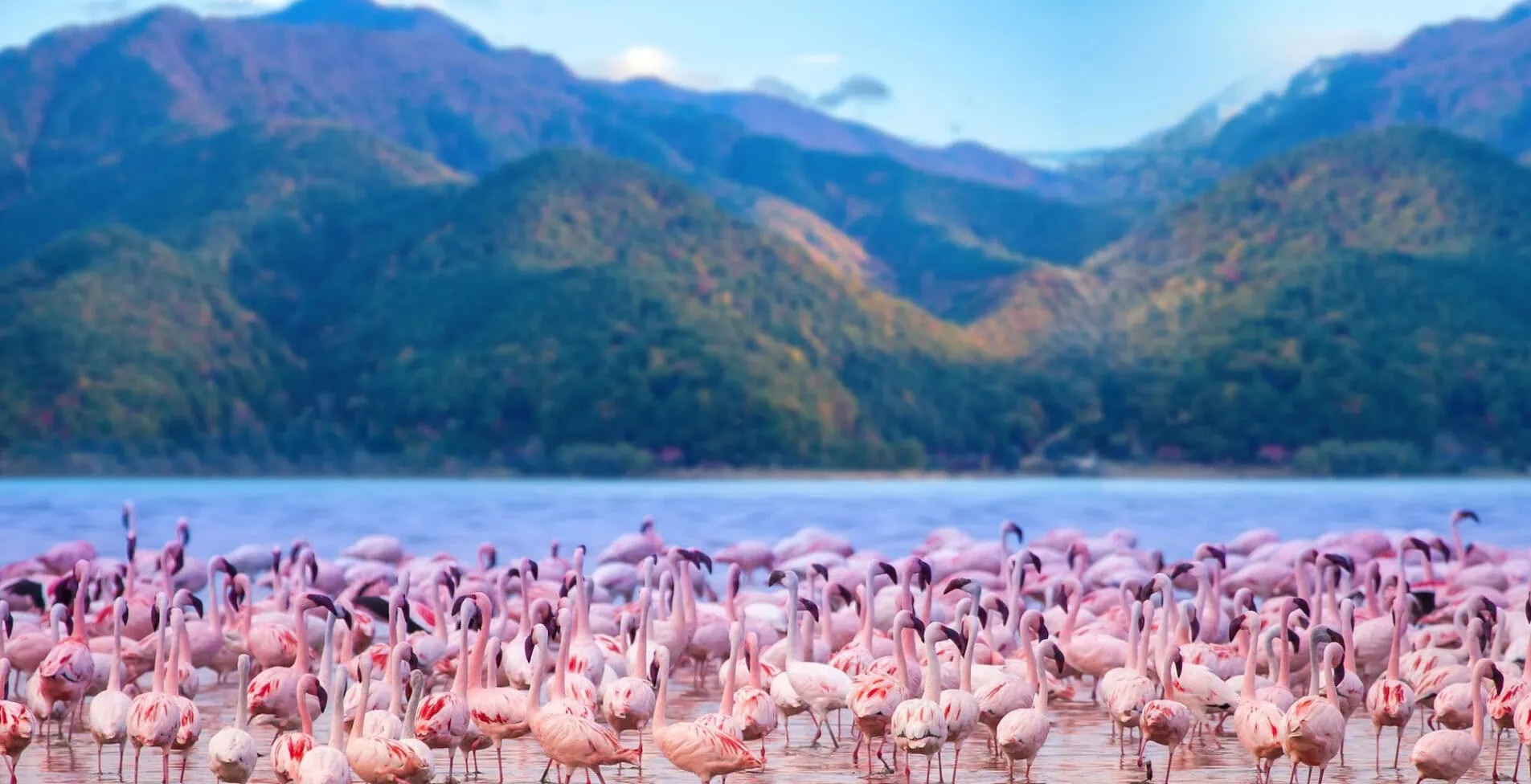 Africa. Kenya. Lake Nakuru. Flamingo. Flock of flamingos. The nature of Kenya. Birds of Africa