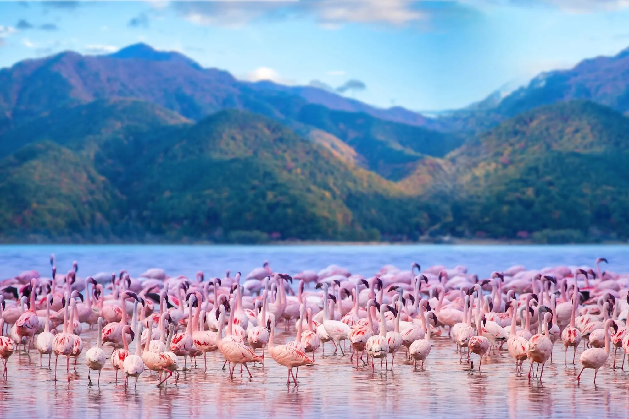A flock of pink lesser flamingos (Phoeniconaias minor) wading in the shallow alkaline waters of Lake Nakuru in Lake Nakuru National Park, Kenya — with the surrounding Rift Valley escarpment forming the green hills in the background