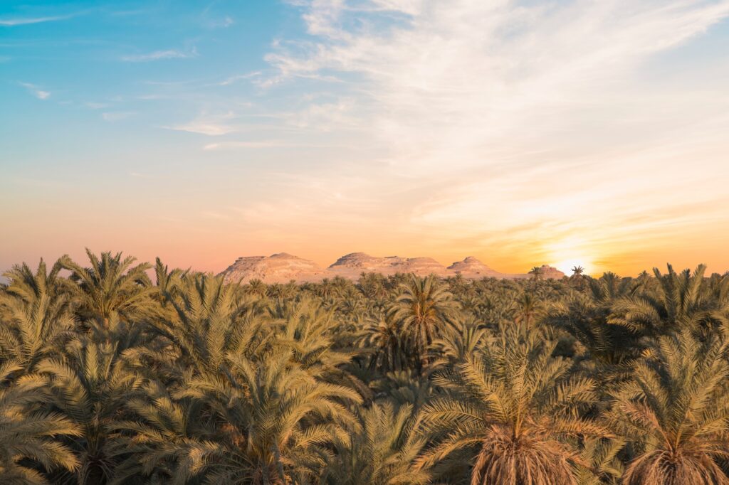 Panoramic view of date groves in Siwa Oasis, Egypt