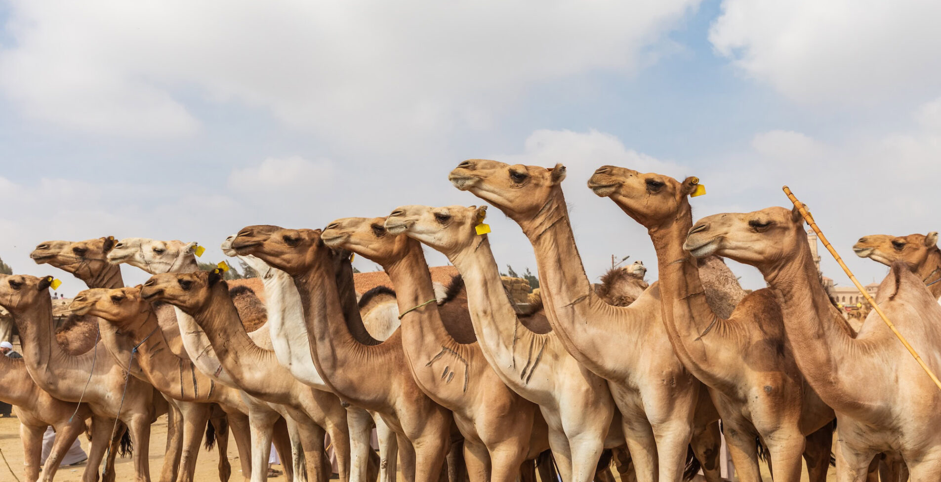 Birqash Camel Market