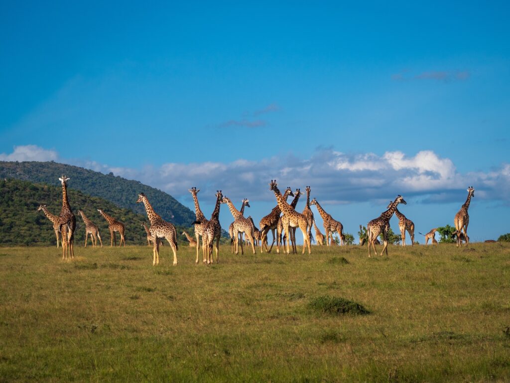 Giraffes walking across grassy plains in Maasai Mara Reserve