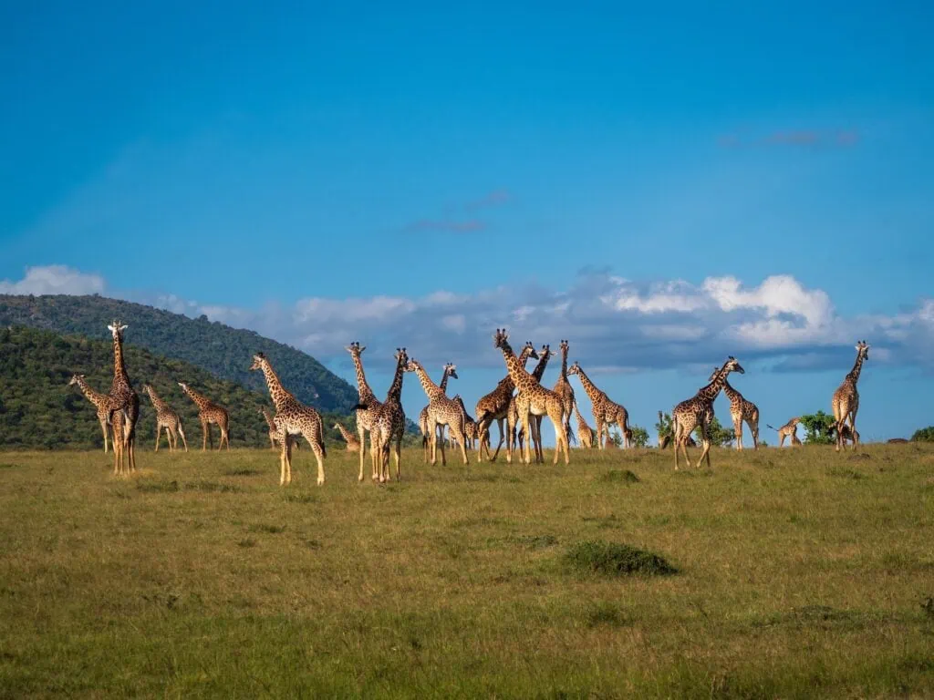 A herd of Maasai giraffes (Giraffa camelopardalis tippelskirchi) grazing on the savannah grasslands of the Maasai Mara National Reserve, Kenya — open plains with acacia trees and the Loita Hills visible in the distance