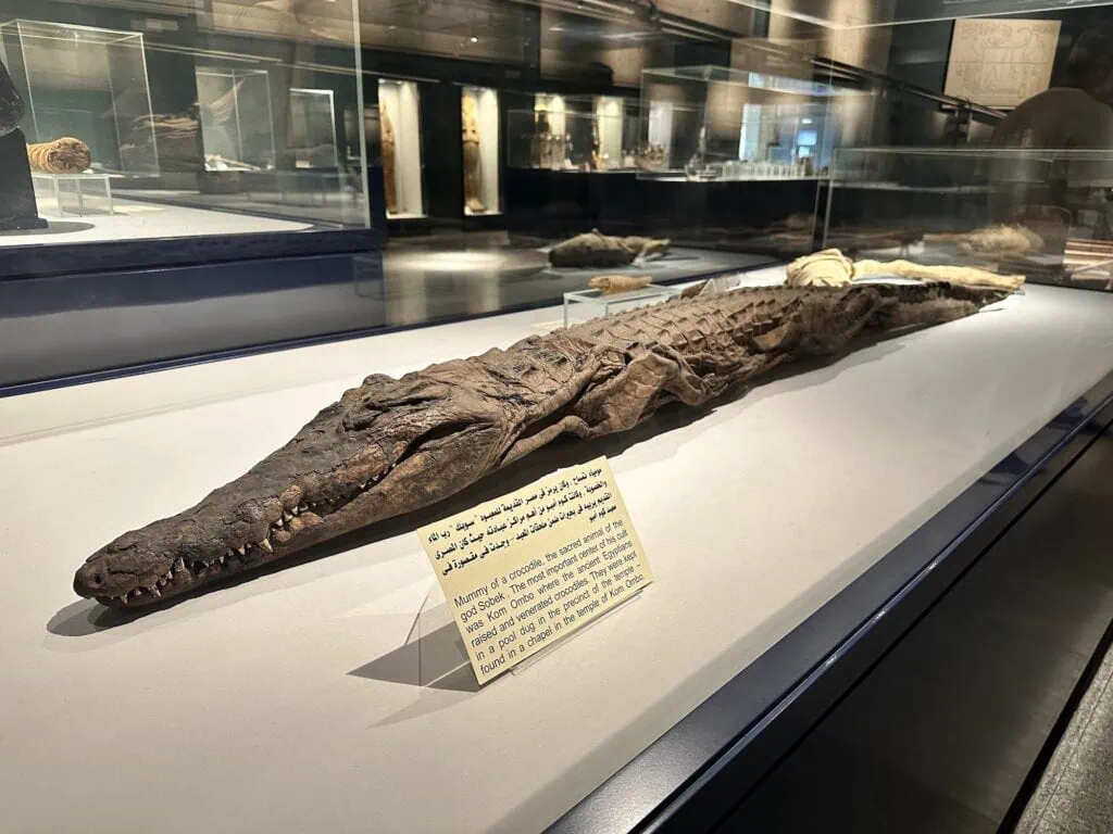 Preserved crocodile displayed inside the Mummification Museum, Luxor