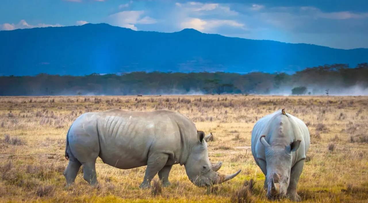 Lake Nakuru National Park, Kenya