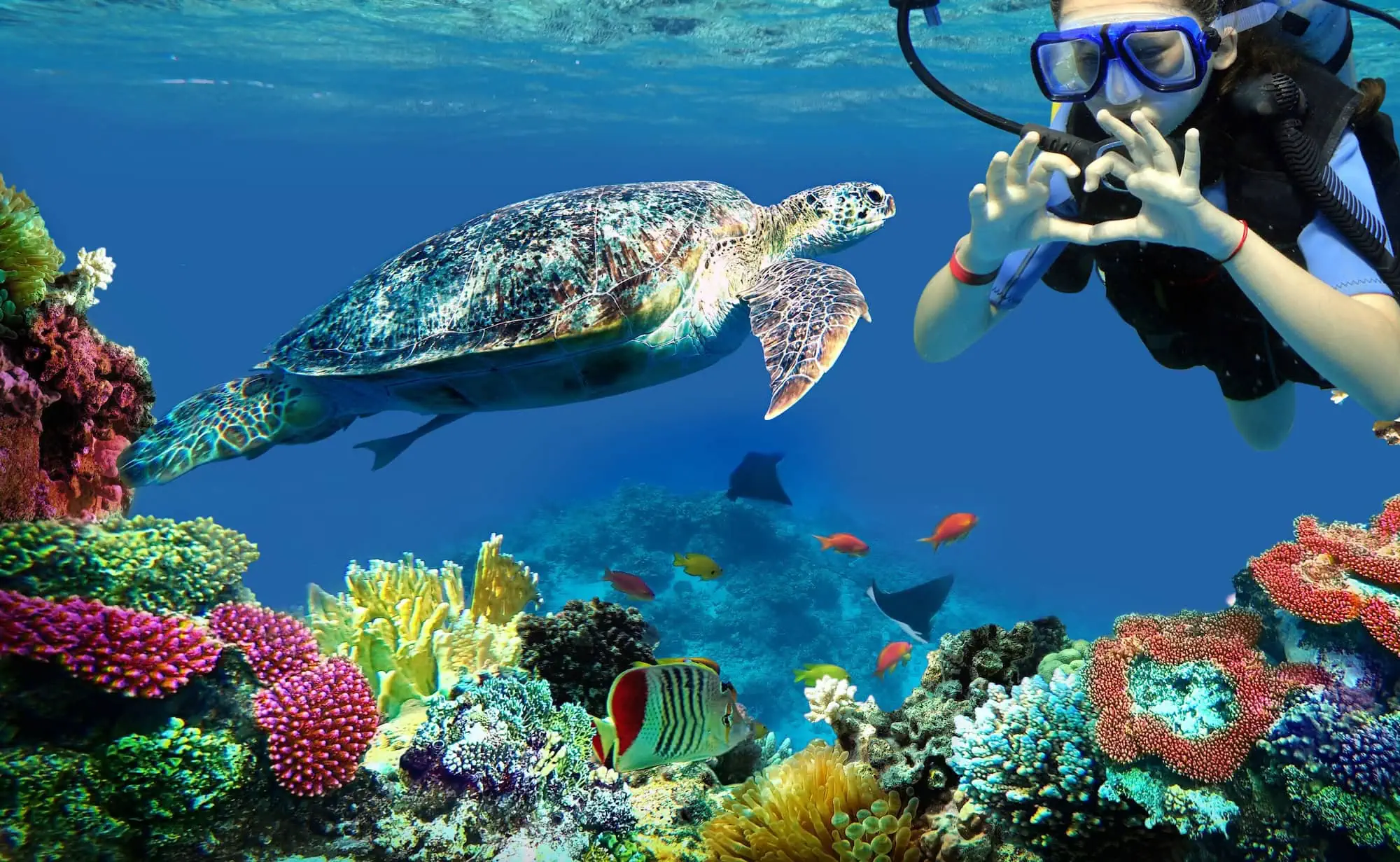 A scuba diver exploring a coral reef alongside a sea turtle and tropical fish in the clear blue water of the Red Sea, Egypt.