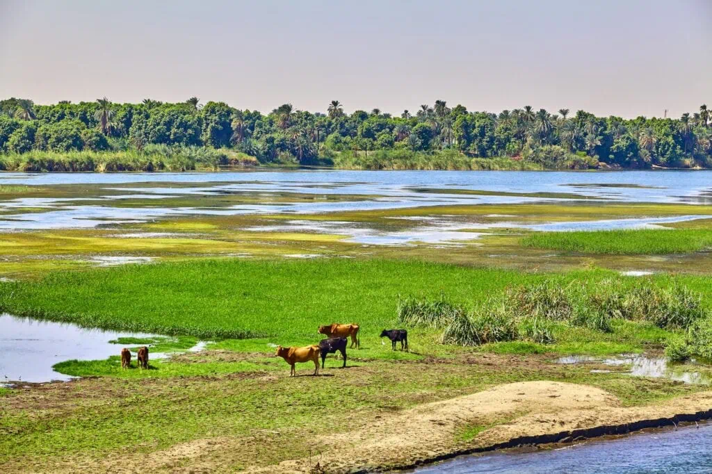 A herd of cattle on the riverbank of the Nile River near Aswan, Egypt, with rural farmland and palm trees in the background — the world's longest river, sourced from Lake Victoria in East Africa
