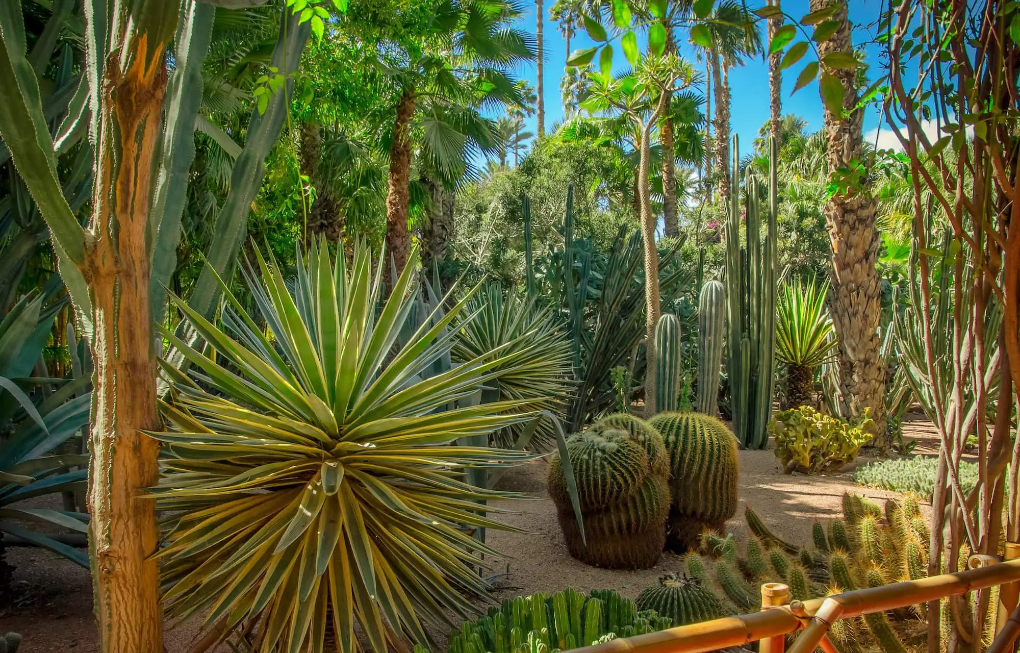 Lush tropical garden with large cacti, palm trees and exotic plants in Jardin Majorelle